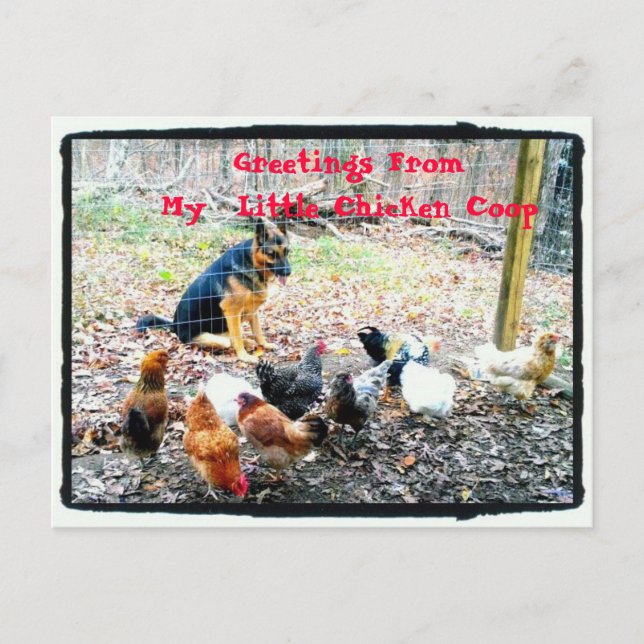 Greetings My Little Chicken Coop Postcard (Front)
