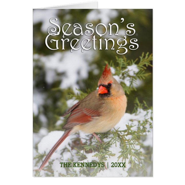 Greetings - Northern Cardinal in Juniper Tree (Front)