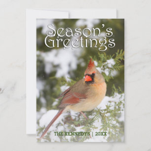 Greetings - Northern Cardinal in Juniper tree Card