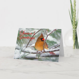 Greetings - Northern Cardinal in snowy pine tree Holiday Card