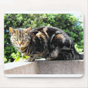 Gremlin the tabby cat mouse pad