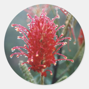 Grevillea Classic Round Sticker
