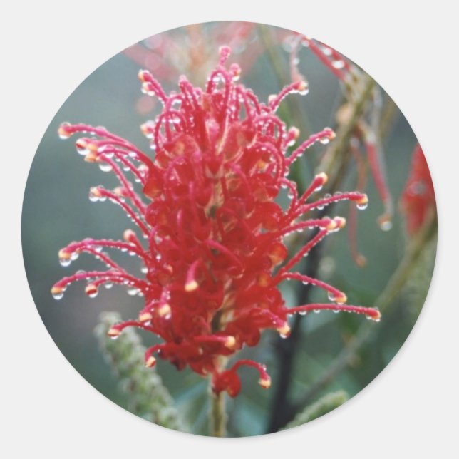 Grevillea Classic Round Sticker (Front)