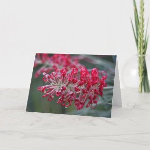 grevillea flower card