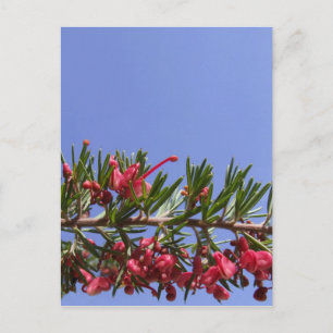Grevillea Flower Postcard