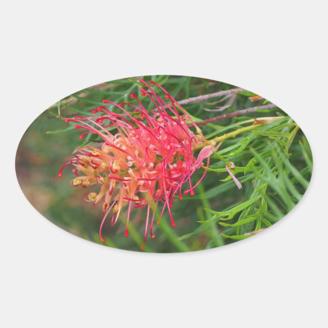 Grevillea flower stickers (Front)
