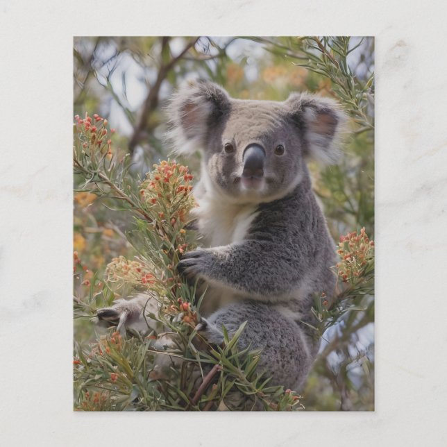 Grevillea Koala Bear, Flyer (Front)