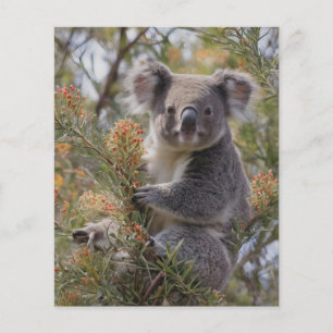 Grevillea Koala Bear, Flyer