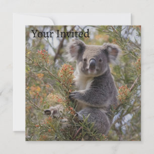 Grevillea Koala Bear, Invitation