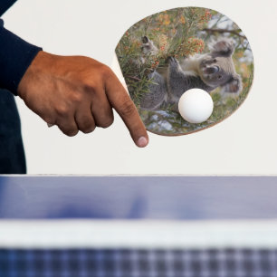 Grevillea Koala Bear, Ping Pong Paddle