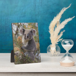 Grevillea Koala Bear, Plaque