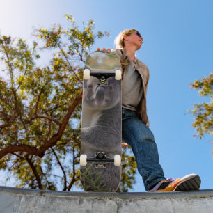 Grevillea Koala Bear, Skateboard