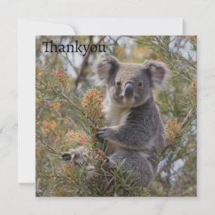 Grevillea Koala Bear, Thank You Card