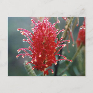 Grevillea Postcard