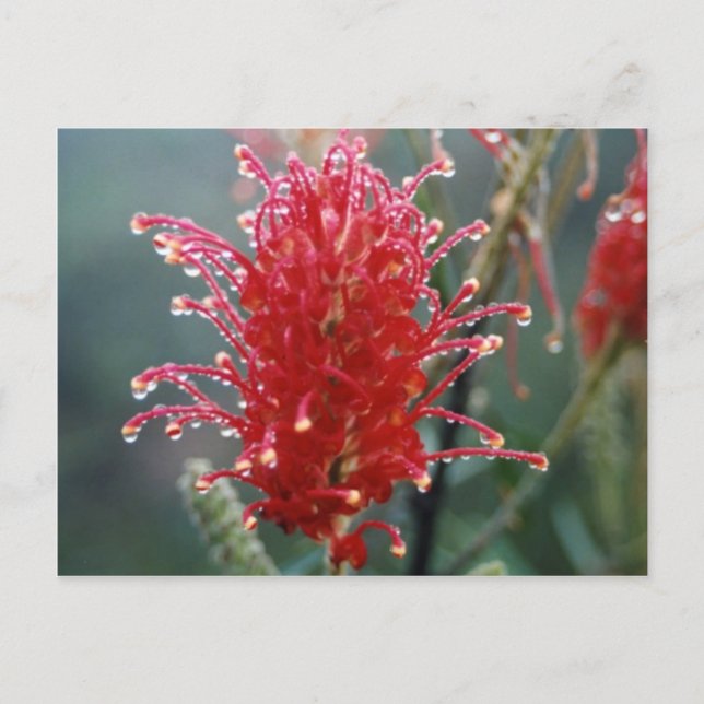 Grevillea Postcard (Front)