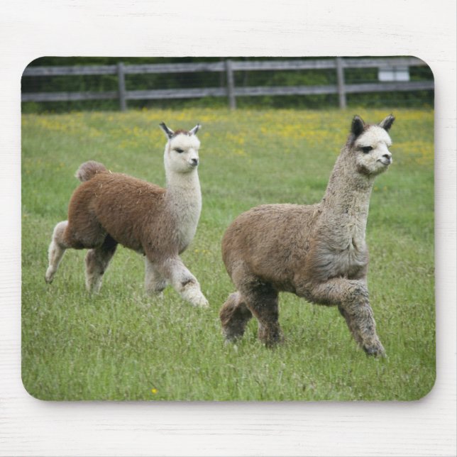 Grey Alpacas Running Mouse Pad (Front)