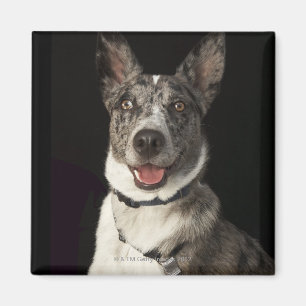 Grey and white Australian Shepherd with harness Magnet