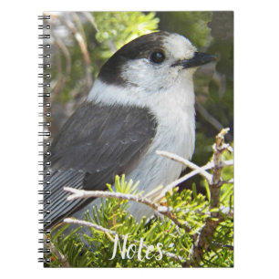 Grey and White Canada Jay Photo Notebook