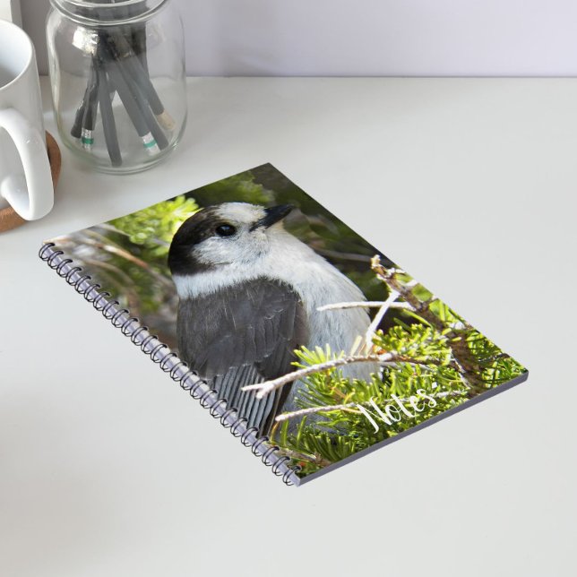 Grey and White Canada Jay Photo Notebook (In Situ)