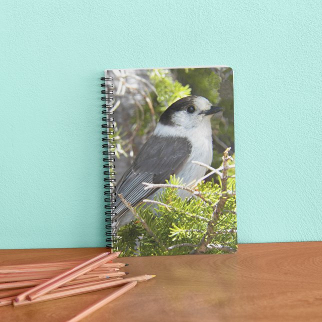 Grey and White Canada Jay Photo Notebook (In Situ)