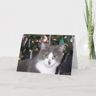 Grey and white kitty Christmas Holiday Card