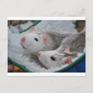 Grey and white pet rats postcard