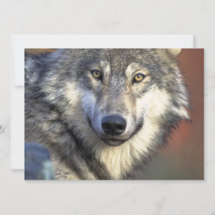 Grey and White Wolf Invitation