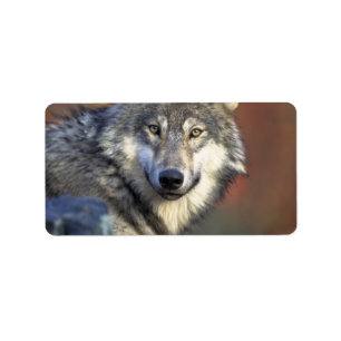 Grey and White Wolf Label