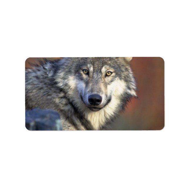 Grey and White Wolf Label (Front)