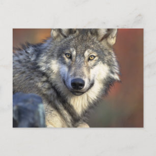 Grey and White Wolf Postcard