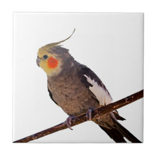 Grey and Yellow Cockatiel Pet Bird Colour Photo Ceramic Tile