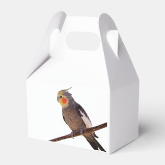 Grey and Yellow Cockatiel Pet Bird Colour Photo Favour Box