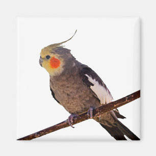 Grey and Yellow Cockatiel Pet Bird Colour Photo Magnet