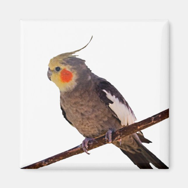 Grey and Yellow Cockatiel Pet Bird Colour Photo Magnet (Front)