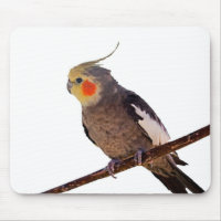 Grey and Yellow Cockatiel Pet Bird Colour Photo