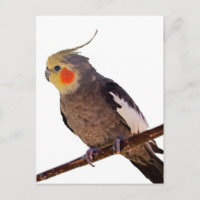 Grey and Yellow Cockatiel Pet Bird Colour Photo