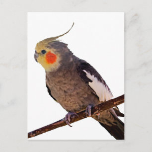 Grey and Yellow Cockatiel Pet Bird Colour Photo Postcard