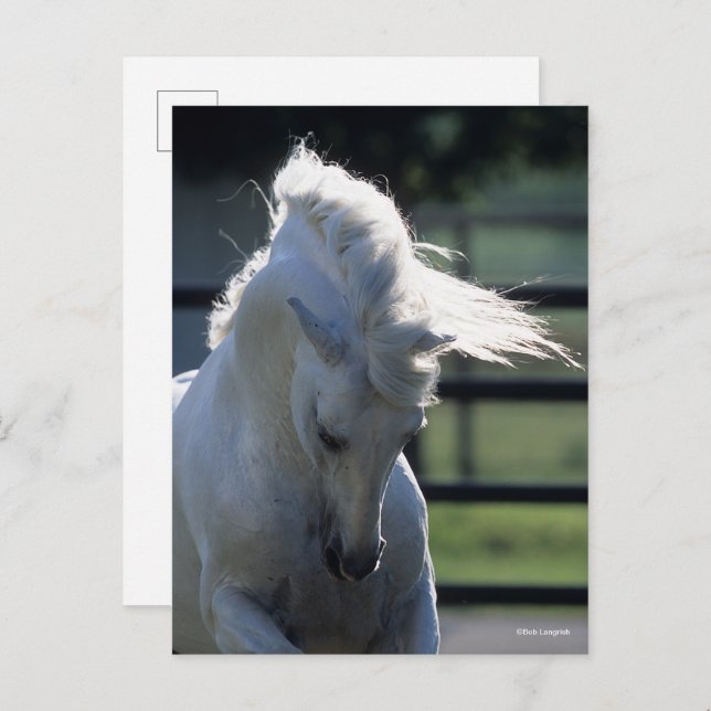 Grey Andalucian Bucking Headshot Backlit Postcard (Front/Back)