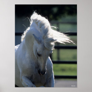 Grey Andalucian Bucking Headshot Backlit Poster