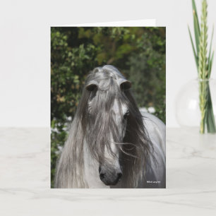 Grey Andalucian Stallion Headshot Long Mane Card