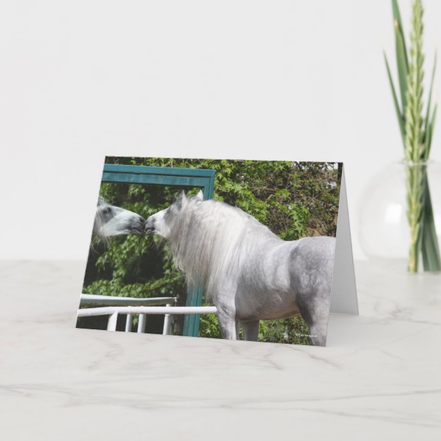 Grey Andalucian Stallion Looking In Mirror Card (Front)