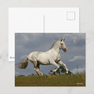 Grey Andalucian Stallion Running against Sky Postcard