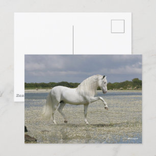 Grey Andalucian Stallion Standing In Lake Postcard
