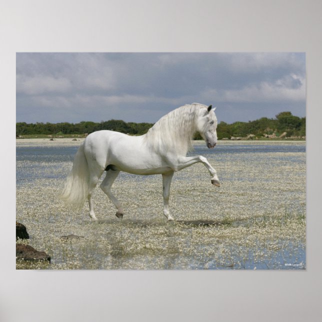Grey Andalucian Stallion Standing In Lake Poster (Front)