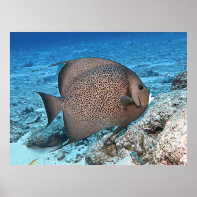 Grey Angelfish Poster (Front)