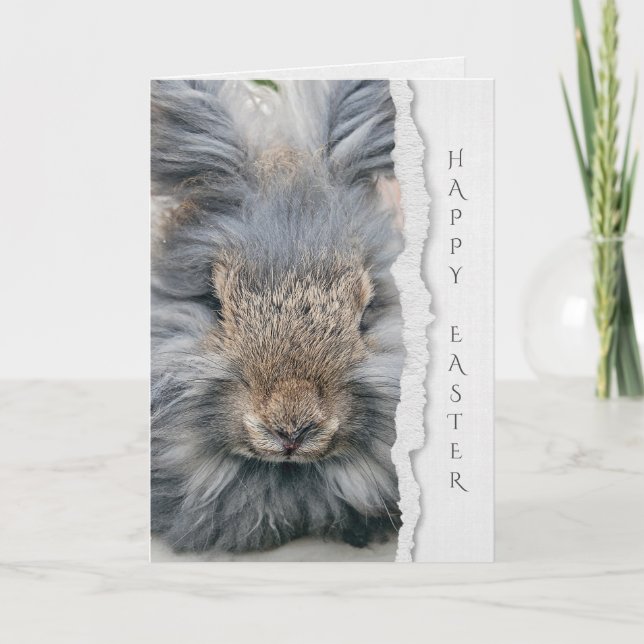 grey angora rabbit for Easter Card (Front)