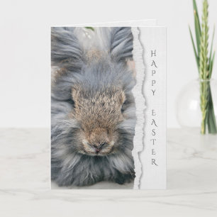 grey angora rabbit for Easter Card