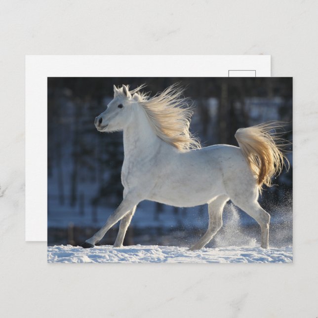 Grey Arab Running In Snow Mane Flowing Postcard (Front/Back)