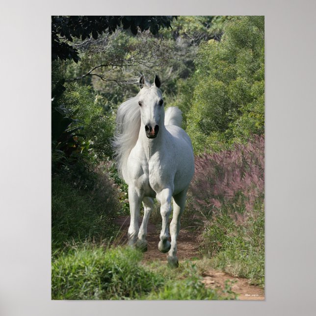 Grey Arab Running On Path With Flowers Poster (Front)