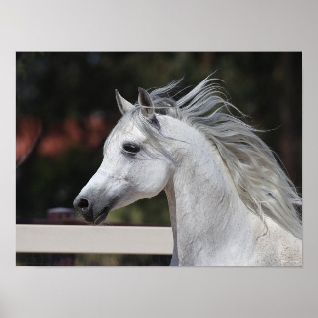 Grey Arab Stallion headshot Mane Flowing Poster (Front)